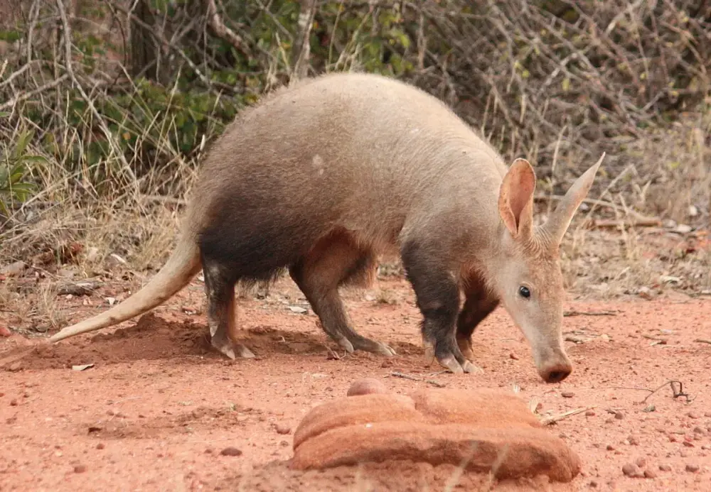 Aardvark