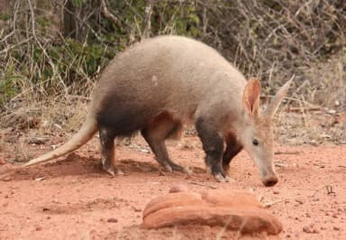 Aardvark (Orycteropus afer)