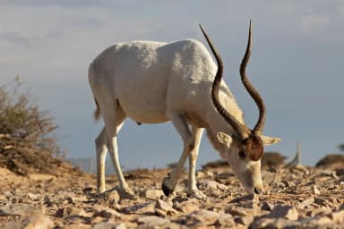 Addax (Addax nasomaculatus)