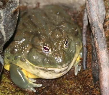 African Bullfrog (Pyxicephalus adspersus)