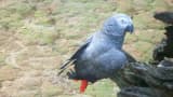 African Grey Parrot (Psittacus erithacus)