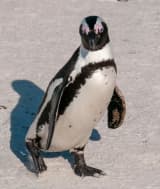 African penguin (Spheniscus demersus)
