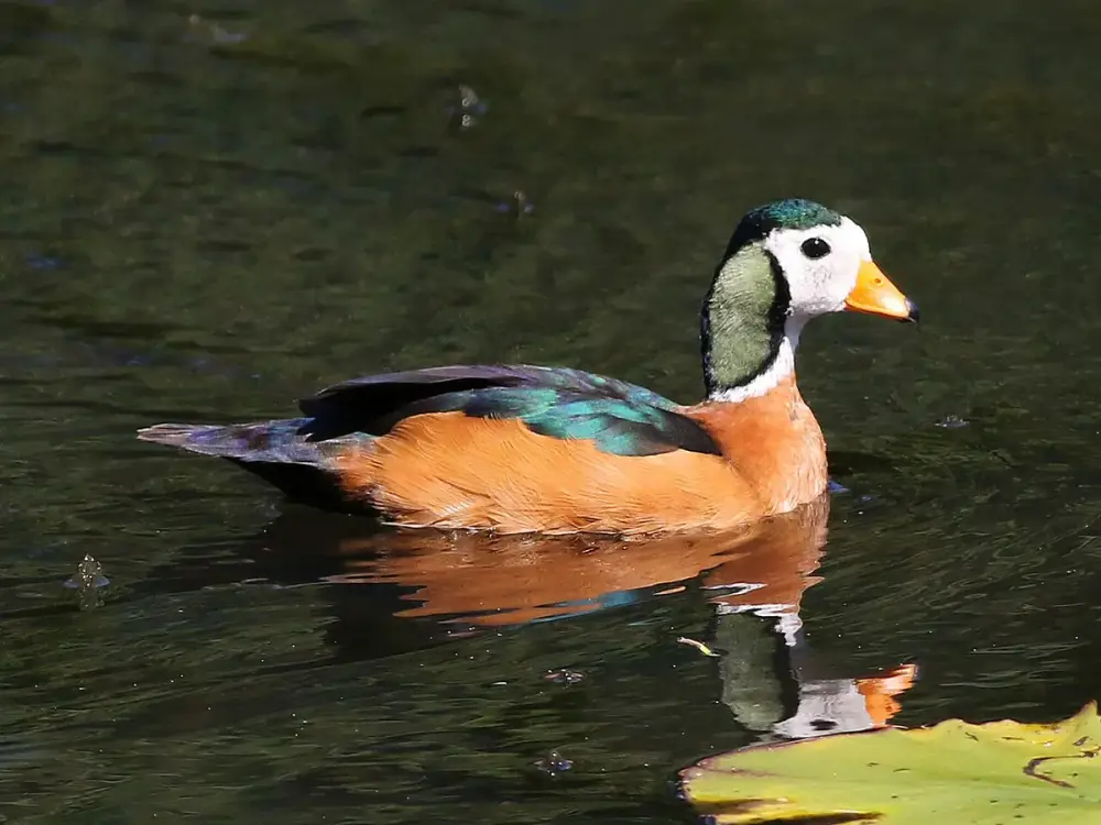 African Pygmy Goose