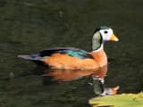 African Pygmy Goose (Nettapus auritus)