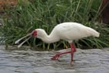 African Spoonbill (Platalea alba)