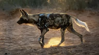 African Wild Dog (Lycaon pictus)