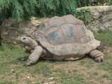 Aldabra Tortoise (Aldabrachelys gigantea)