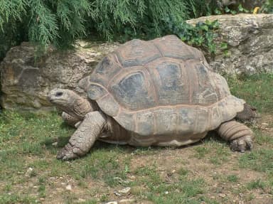 Aldabra Tortoise (Aldabrachelys gigantea)