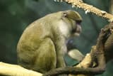 Allen's Swamp Monkey (Allenopithecus nigroviridis)
