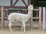 Alpaca (Vicugna pacos)