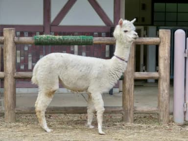 Alpaca (Vicugna pacos)