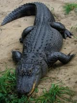 American Alligator (Alligator mississippiensis)