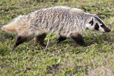 American Badger (Taxidea taxus)