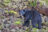American Black Bear (Ursus americanus)
