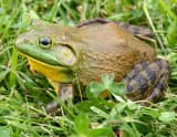 American Bullfrog (Lithobates catesbeianus)