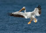 American White Pelican (Pelecanus erythrorhynchos)