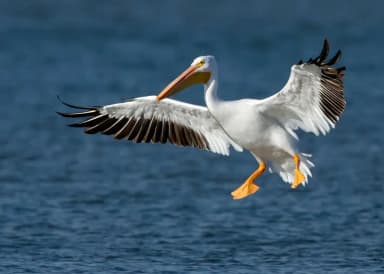 American White Pelican (Pelecanus erythrorhynchos)