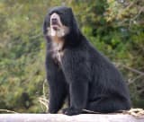 Andean Bear (Tremarctos ornatus)