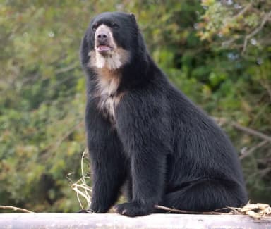 Andean Bear (Tremarctos ornatus)