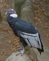 Andean Condor (Vultur gryphus)