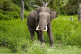 Asian Elephant (Elephas maximus)