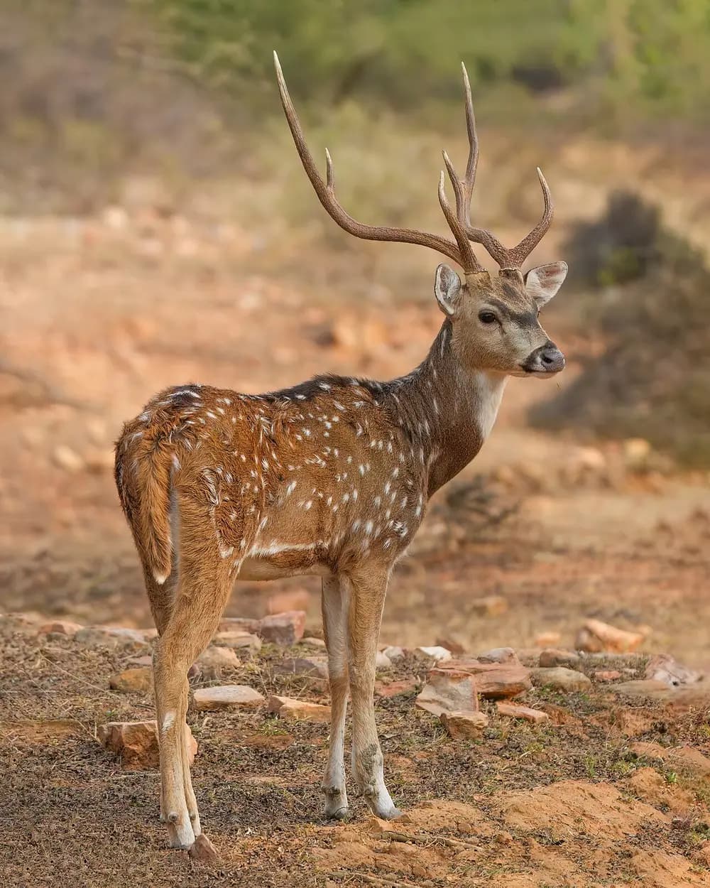 Axis Deer