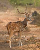 Axis Deer (Axis axis)