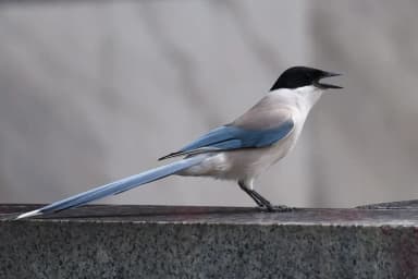 Azure-winged Magpie (Cyanopica cyanus)