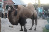 Bactrian Camel (Camelus bactrianus)