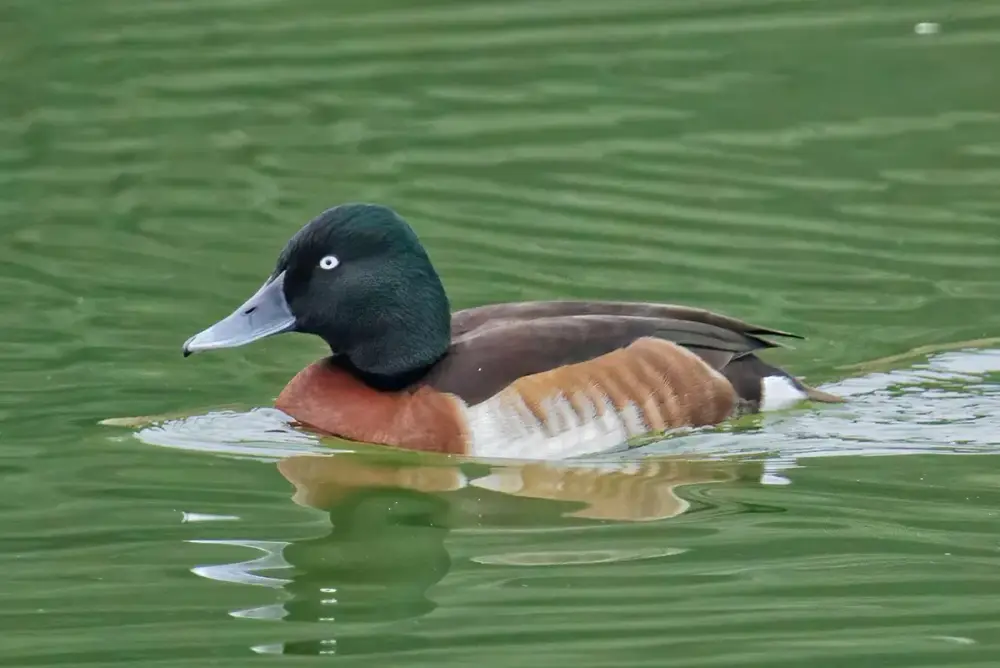 Baer's Pochard (Aythya baeri)