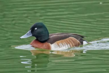 Baer's Pochard (Aythya baeri)