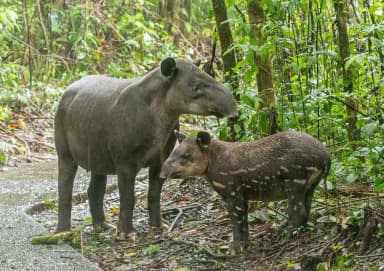 Baird's Tapir (Tapirus bairdii)