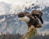 Bald Eagle (Haliaeetus leucocephalus)