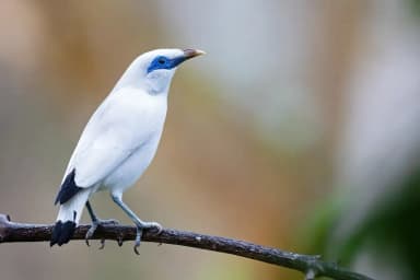Bali Myna (Leucopsar rothschildi)
