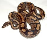 Ball Python (Python regius)