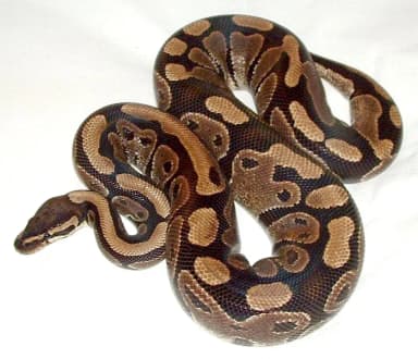 Ball Python (Python regius)