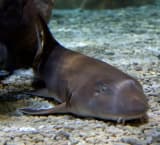 Bamboo Shark (Chiloscyllium punctatum)