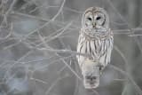 Barred Owl (Strix varia)