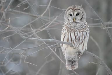 Barred Owl (Strix varia)
