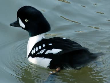 Barrow's Goldeneye (Bucephala islandica)