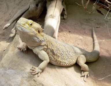 Bearded Dragon (Pogona vitticeps)
