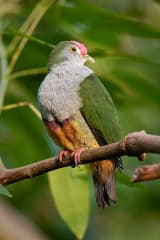 Beautiful Fruit Dove (Ptilinopus pulchellus)
