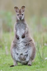 Bennett's Wallaby (Notamacropus rufogriseus)