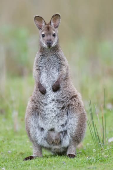 Bennett's Wallaby (Notamacropus rufogriseus)
