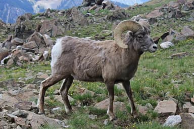 Bighorn Sheep (Ovis canadensis)