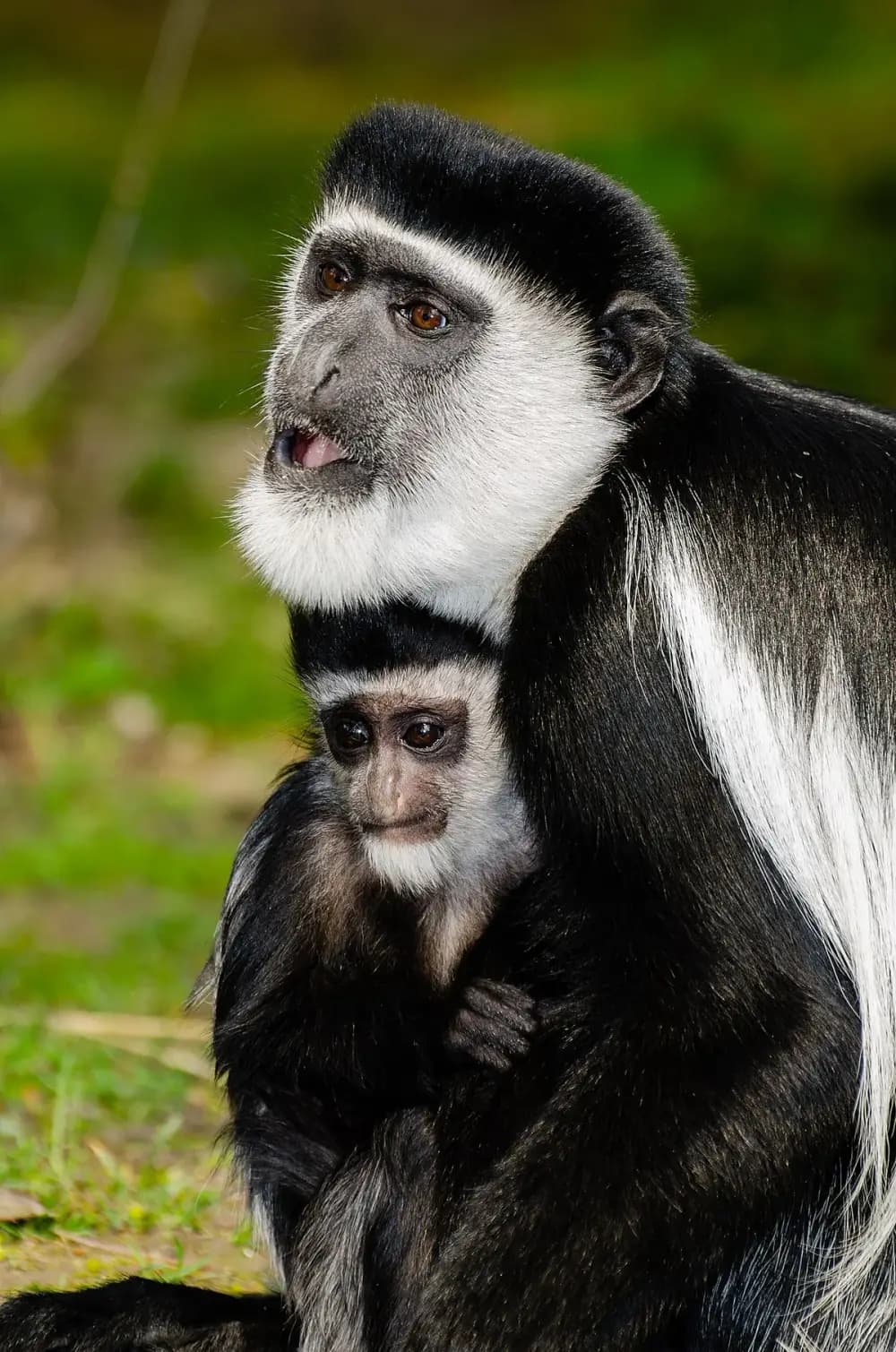 Black-and-white Colobus (Colobus guereza)