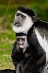 Black-and-white Colobus (Colobus guereza)