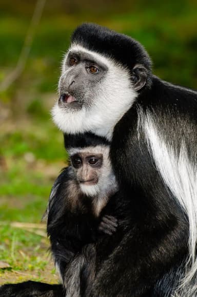 Black-and-white Colobus (Colobus guereza)