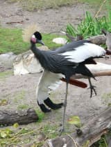 Black Crowned Crane (Balearica pavonina)