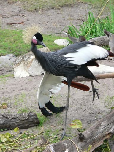 Black Crowned Crane (Balearica pavonina)